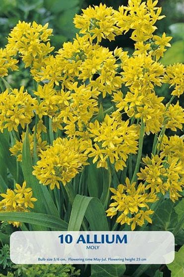 Allium Moly 10-pakning